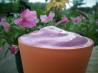 Breakfast Whey Protein Smoothie. Recipe by Woowoose