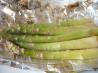 Lemony Asparagus. Photo by Tea Jenny