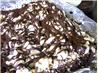 Chocolate Mud Brownie Bars