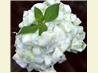 Indian Cucumber Salad