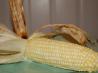 Best Grill Roasted Corn on the Cob