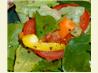 Herb-Infused Italian-Style Salad Dressing!. Recipe by Cabnolen
