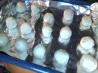 Greek Butter Cookies (Kourabiedes). Recipe by Greekgal