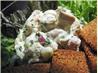 Jalapeno Chicken Salad. Recipe by dawnie2u