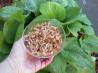 Mixed Grains. Recipe by VegSocialWorker