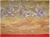 Lemon Polenta Cake With Lavender Syrup and Raspberries