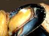 Oven Roasted Mussels