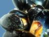 Oven Roasted Mussels