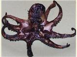 BBQ Garlic Octopus