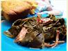 Tasty Collard Greens. Recipe by TXOLDHAM