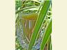 Midori Melon Ice Pops. Recipe by Bev