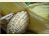 Oven Roasted Corn on the Cob