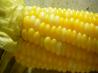 Oven Roasted Corn on the Cob