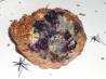 Whole Grain Blueberry-Ful Muffins