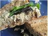 Salmon Pesto Focaccia Sandwiches