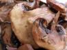 Herb  Mushrooms