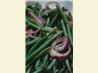 Marinated Green Beans. Recipe by gardenlady