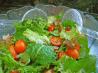 Cabbage and Mixed Greens Salad With Light Tangy Herb Vinaigrette. Recipe by kitchenslave03
