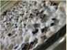 S'more Bars