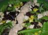 Chipotle Chicken Taco Salad