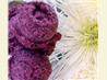 Blueberry Sorbet