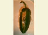 Franken-Peppers (Chili-Crumb Stuffed Jalapenos)