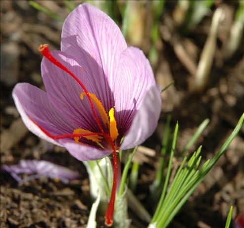 Saffron Rice. Photo by Sweetiebarbara