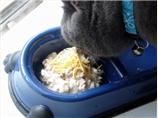 Vitamin-Rich Feline Meal (Cat Food)