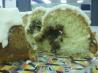 Honey Bun Cake. Recipe by crawfish pie