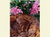 Buttery Apple Cinnamon Cake
