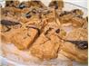 Peanut Butter Graham Squares With Dark Chocolate Drizzle. Recipe by Redsie
