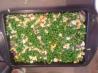 Seven Layer Salad. Recipe by Southern Sugar Dumplin
