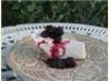 " Splenda " D  Cheesecake Sugar-Free Low-Carb