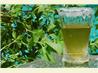 Mint Julep