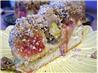 Streuselkuchen Topped W. Fresh Fig or Peach, Plum (Bread Machine