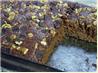 Zucchini Chocolate Cake