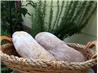 Ciabatta  With Hints of Rosemary / Bread Machine