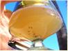 Fruit Fly/Gnat Trap