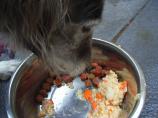 Dog Food for Normal, Fussy, Fat, Thin and Diabetic Dogs