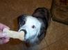 Gourmet Dog Biscuits