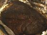 Smoked Whole Brisket With Burnt Ends. Photo by Mama's Kitchen (Hope)