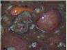 Burgundy Barley Beef Stew. Recipe by erinBOberrin