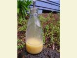 Limoncello Vinaigrette
