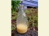 Limoncello Vinaigrette