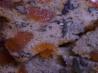 Mary's Orange Slice Cake. Recipe by Hill Family