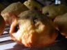 Orange Drop Cookies. Recipe by CulinaryQueen