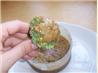 Peanut Dipping Sauce. Recipe by Hey Jude