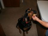 Dog Doggie Birthday Cake