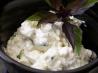 Cream Cheese Dressing/Dipping Sauce