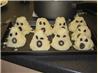 Mashed Potato Heads